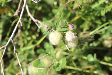 Trifolium tomentosum L.