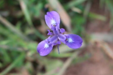 Moraea sisyrinchium (L.) Ker Gawl.