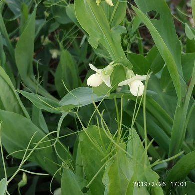 Lathyrus ochrus (L.) DC.