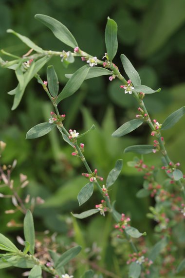 Polygonum aviculare L.