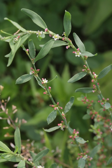 Polygonum aviculare L.