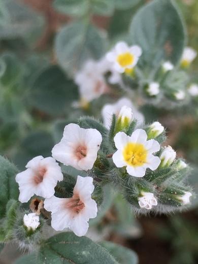 Heliotropium rotundifolium Sieber ex Lehm.