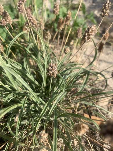Plantago ovata Forssk.