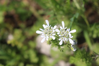 Scandix pecten-veneris L.