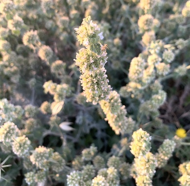 Marrubium vulgare L.