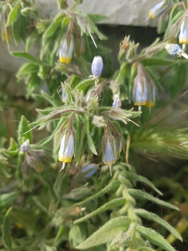 Podonosma orientalis (L.) Feinbrun