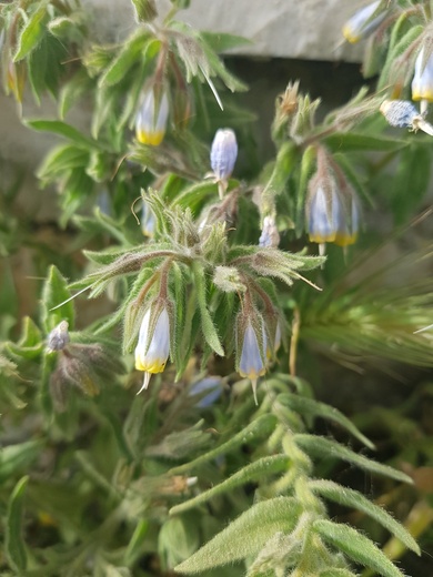Podonosma orientalis (L.) Feinbrun