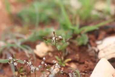 Draba minima (C.A.Mey.) Steud.