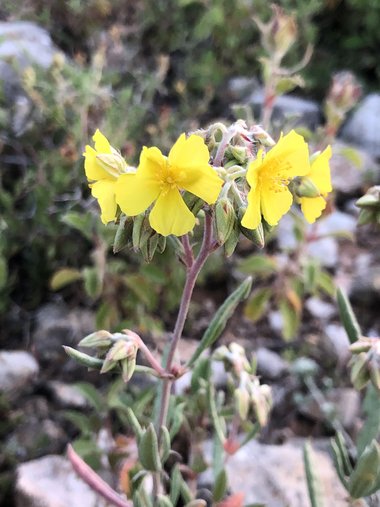 Helianthemum syriacum (Jacq.) Dum.Cours.