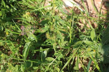Medicago polymorpha L.