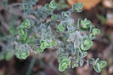 Origanum syriacum L.