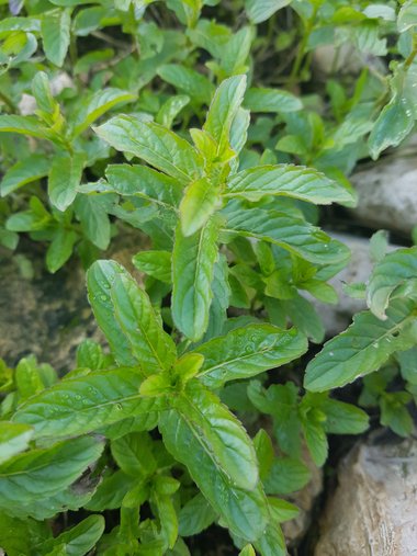 Mentha longifolia (L.) Huds.