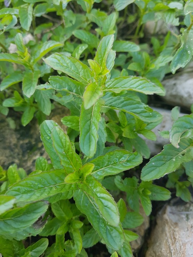 Mentha longifolia (L.) Huds.