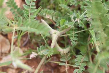 Astragalus asterias Steven