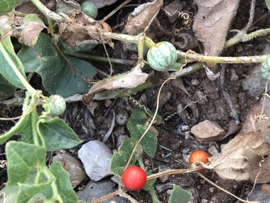 Bryonia syriaca Boiss.