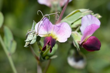 Lathyrus oleraceus Lam.