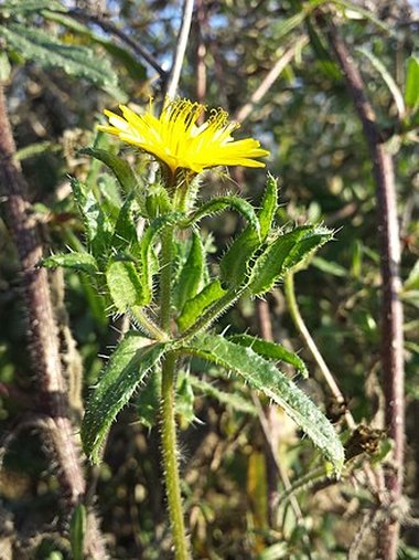 Helminthotheca echioides (L) Holub