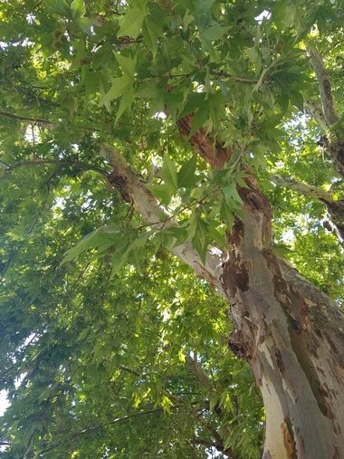 Platanus orientalis L.