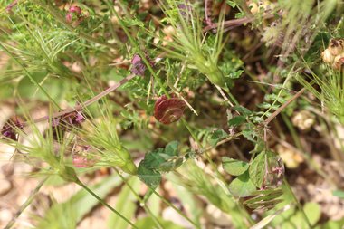 Medicago orbicularis (L.) Bartal.