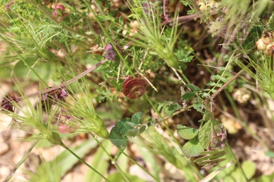 Medicago orbicularis (L.) Bartal.