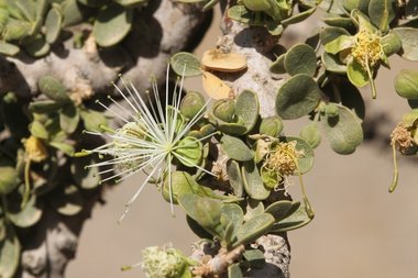 Maerua crassifolia Forssk.