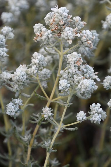 Teucrium capitatum L.
