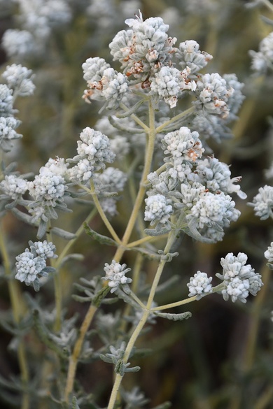 Teucrium capitatum L.