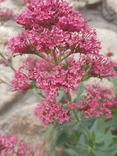 Centranthus ruber (L.) DC.
