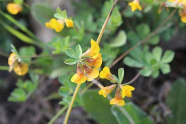 Lotus longesiliquosus R.Roem.