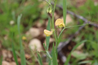 Lathyrus hierosolymitanus Boiss.