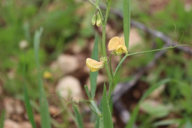 Lathyrus hierosolymitanus Boiss.