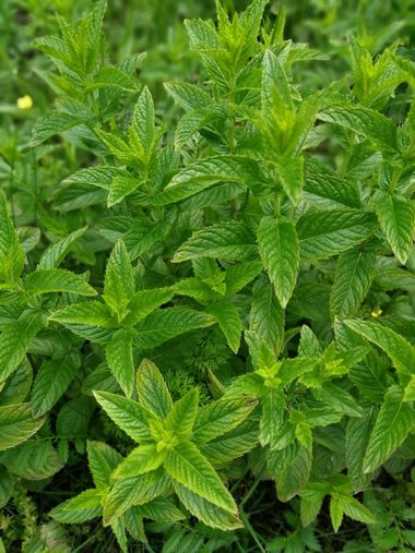 Mentha spicata L.
