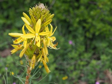 Asphodeline lutea (L.) Rchb.