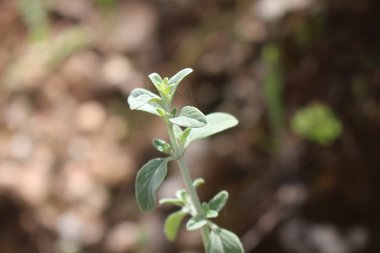 Clinopodium serpyllifolium (M.Bieb.) Kuntze