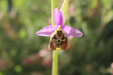 Ophrys fuciflora (F.W.Schmidt) Moench
