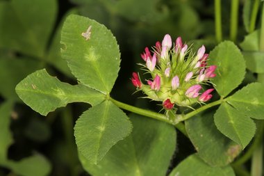 Trifolium spumosum L.