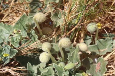 Ecballium elaterium (L.) A.Rich.