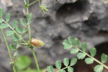 Cicer pinnatifidum Jaub. & Spach