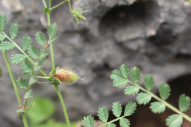 Cicer pinnatifidum Jaub. & Spach