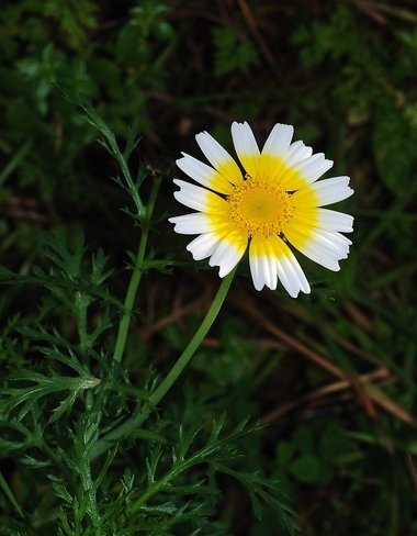 Glebionis coronaria (L.) Tzvelev