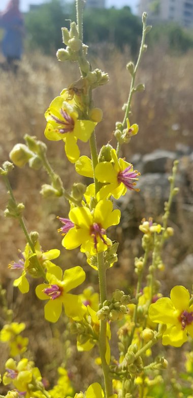 Verbascum sinuatum L.