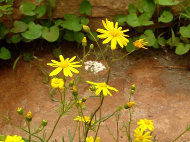 Senecio glaucus L.