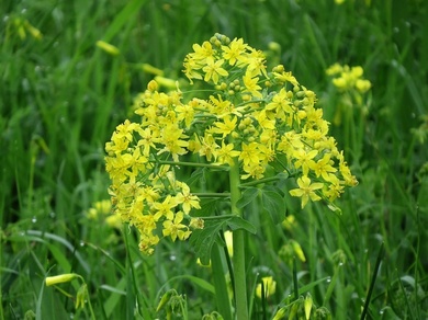 Leontice leontopetalum L.