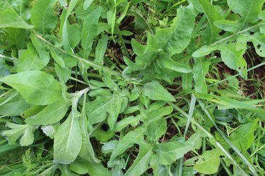 Centaurea dumulosa Boiss.