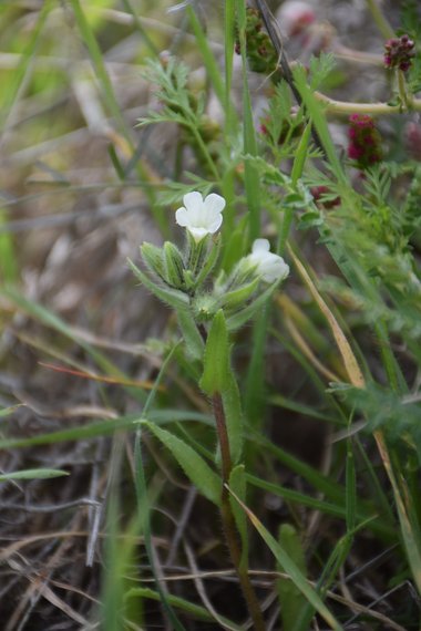 Nonea philistaea Boiss.