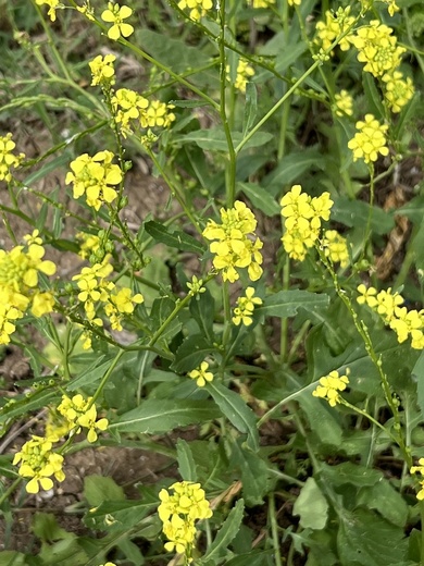 Rapistrum rugosum (L.) All.