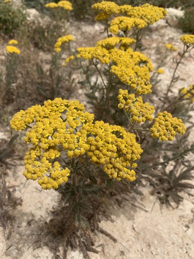 Achillea arabica Kotschy