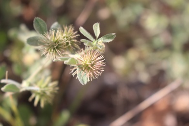 Medicago minima (L.) Bartal.