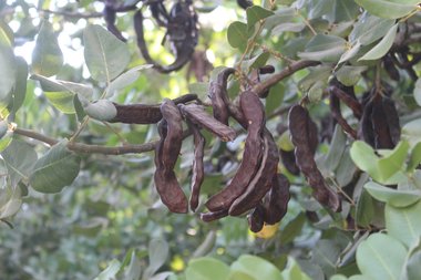 Ceratonia siliqua L.