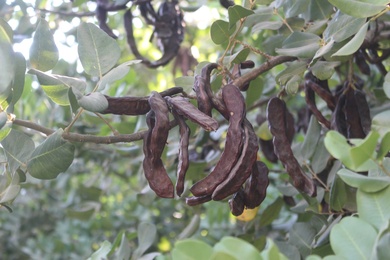 Ceratonia siliqua L.